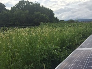 太陽光発電　雑草対策